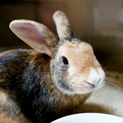 House Rabbit Society, business photo 2