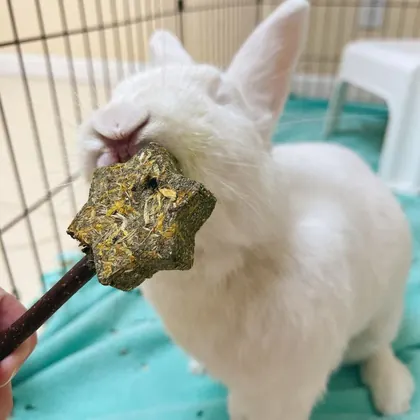 House Rabbit Society, business photo 3
