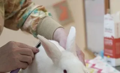 House Rabbit Society, business photo 1