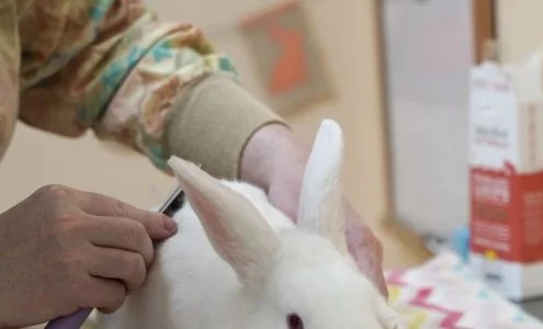 House Rabbit Society business photo