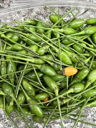 La Fortuna Latina market, business photo 2